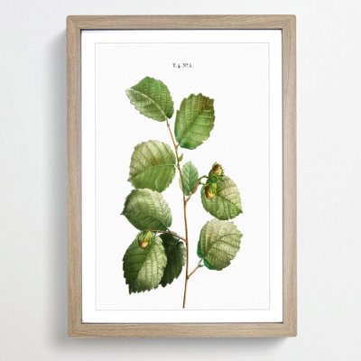 Hazelnut Tree Branch by Pierre-Joseph Redoute - Picture Frame Painting Print
