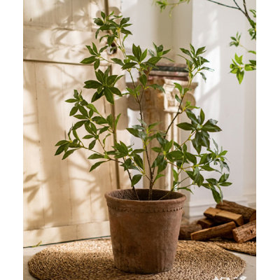 Enkianthus japonais Gant