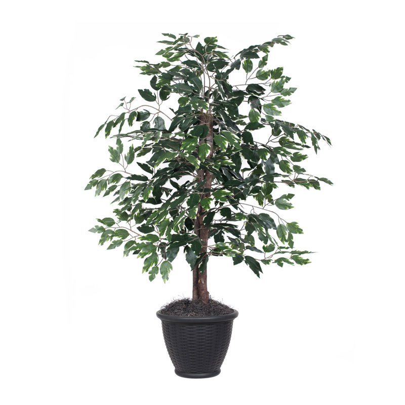 Série de ficus artificiels panachés, Gris