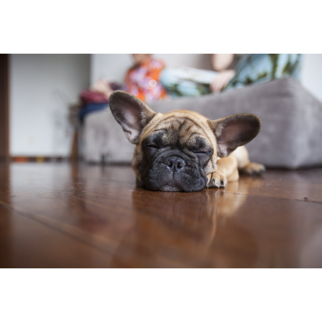 French Bulldog - Wrapped Canvas Photograph