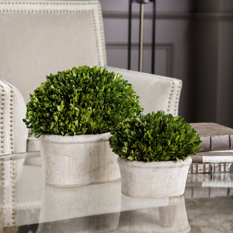 Ensemble de 2 plantes buis ovale domes en pot de fleurs