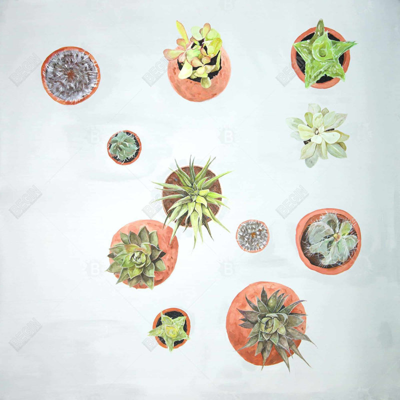 " Cactus Plants "
