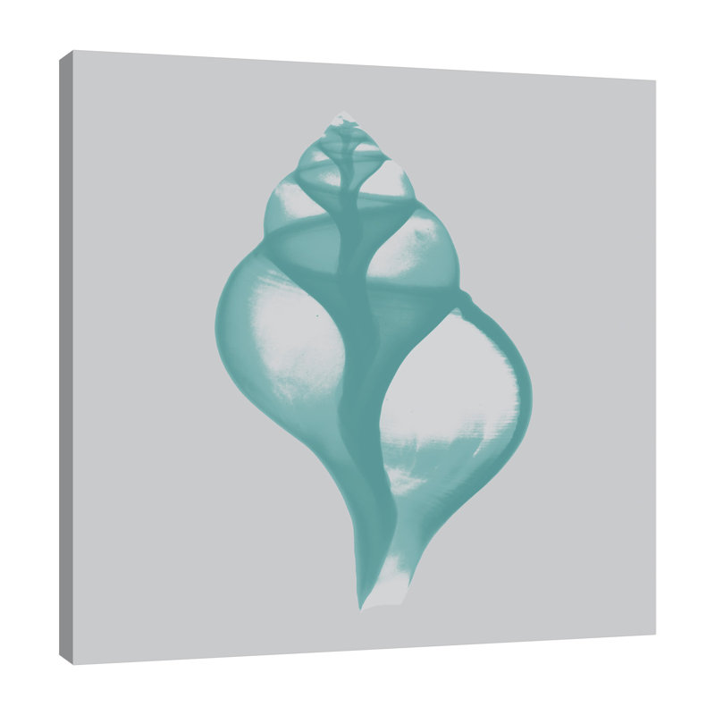 Tulip Shell - Wrapped Canvas Print, 30 cm H x 30 cm W