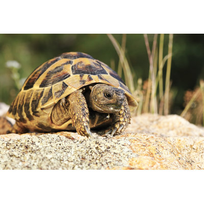 " Tortoise In Natural Habitat "