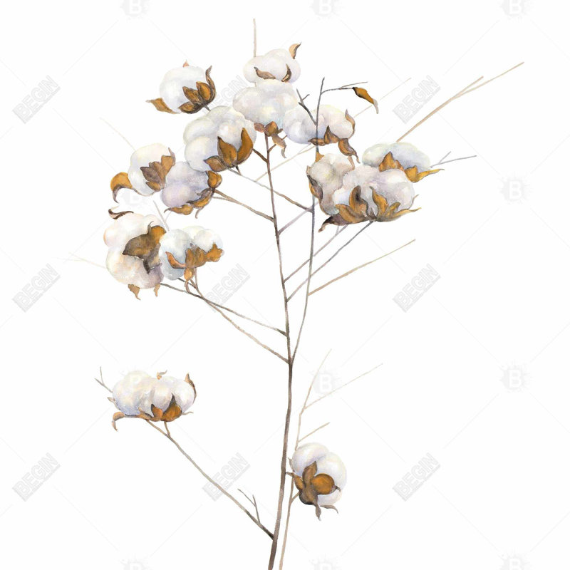 " Cotton Flowers Branch "