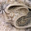 Tapis beige Mitzy-960384587