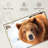 Grizzly Bear Stare-107703636