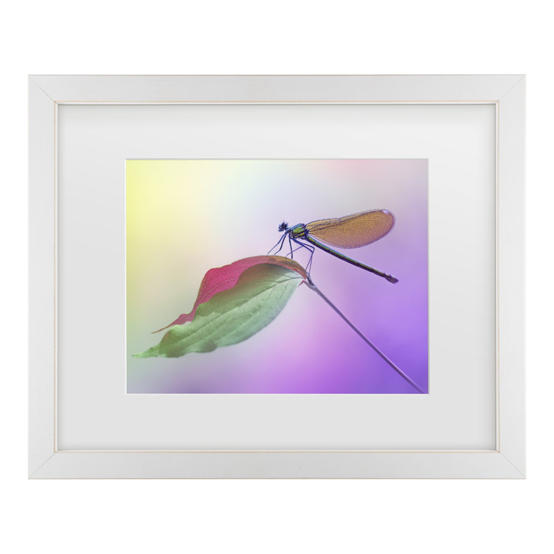 Fabriqué par Daminelli Calopteryx Splendens, art encadré mat, H 13 po x l 16 po
