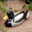 Sculpture Filicia mâle canard colvert