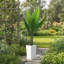 147cm Plant
