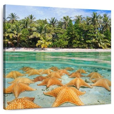 Gillard Starfishes Resting