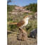 Nightingale chantant activé par le mouvement debout sur une souche