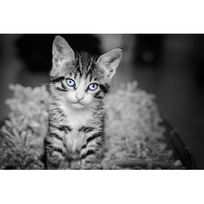 Melfi Kitten - Wrapped Canvas Print