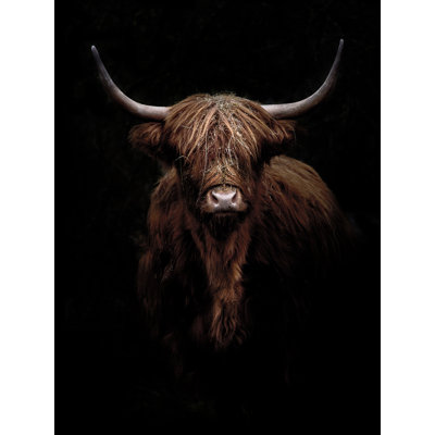 Scottish Highland Cattle IX - No Frame Art Prints on Float Glass