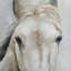 Cheval, toile, art mural encadré