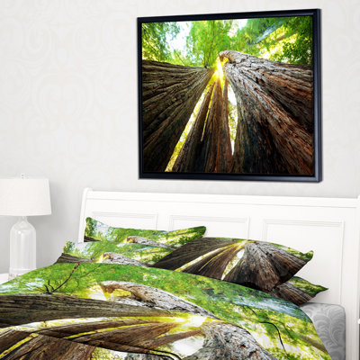 " Sequoia Tree "