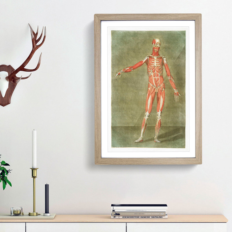 Anatomical Illustration of a Male No. 2 by Gautier-Dagoty - Picture Frame Painting Print, 87cm H x 62cm W x 2cm D, Oak Framed