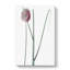 Leek Flower by Pierre-Joseph Redoute - Wrapped Canvas-55365442