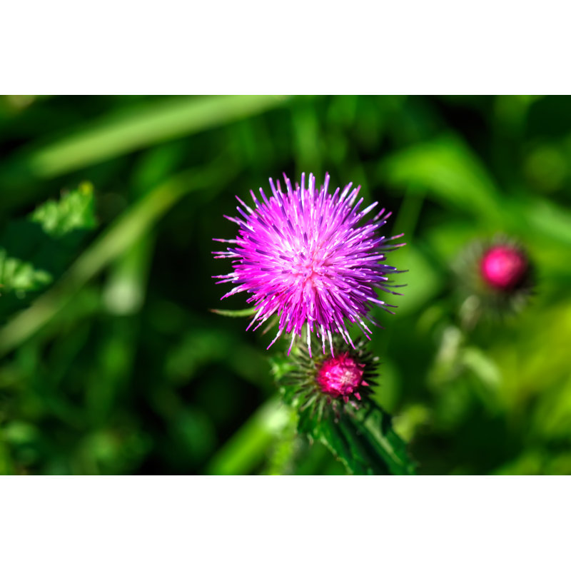 Thistle - Photographie sur toile tendue, H 8 po x l 12 po