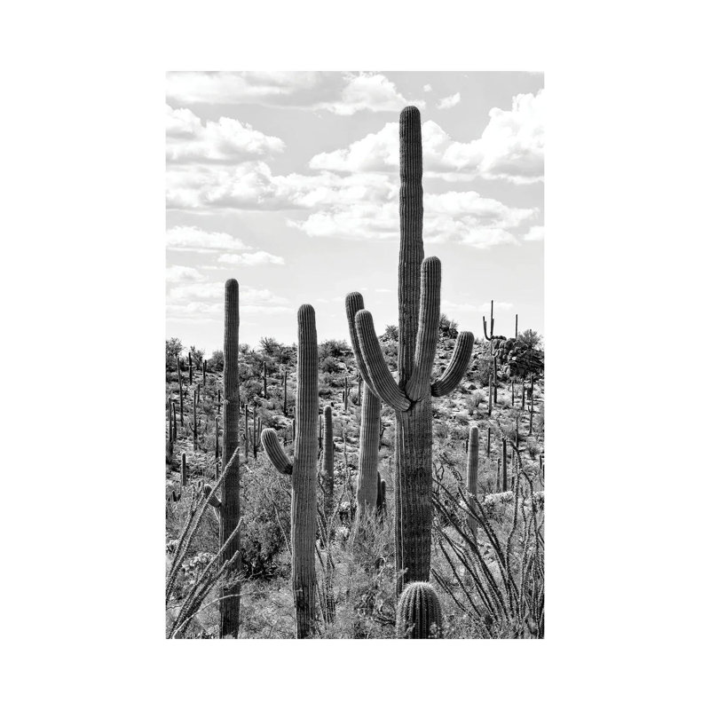 Black Arizona Series - Tucson Cactus - Wrapped Canvas Print, 101.6 cm H x 66.04 cm W x 3.175 cm D