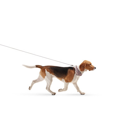 Beagle Dog - Wrapped Canvas Print