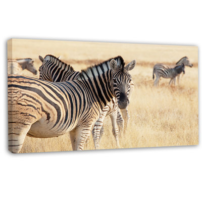 " Zebra In Etosha Wandering In Grass "