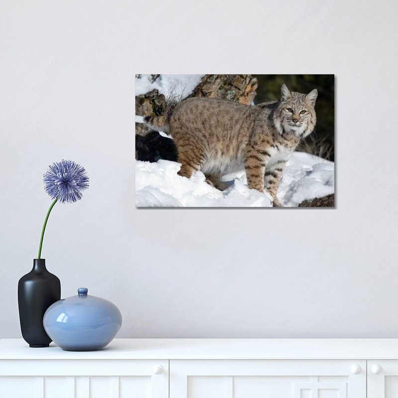 Bobcat In The Snow, Kalispell, Montana by Matthias Breiter - Wrapped Canvas Print, 101.6 cm H x 66.04 cm W x 3.175 cm D