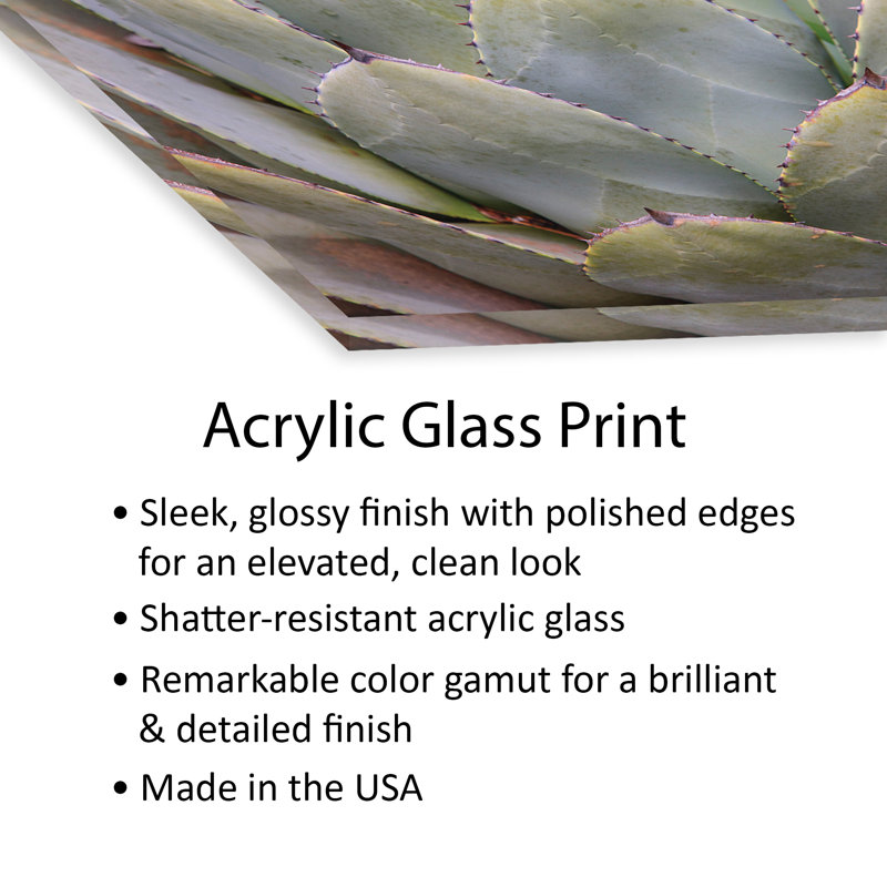 Agave de Parry ou agave Mescal. par Mallorie Ostrowitz