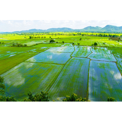 Adetayo " Rice Field " by Jariya Phaisankanjana
