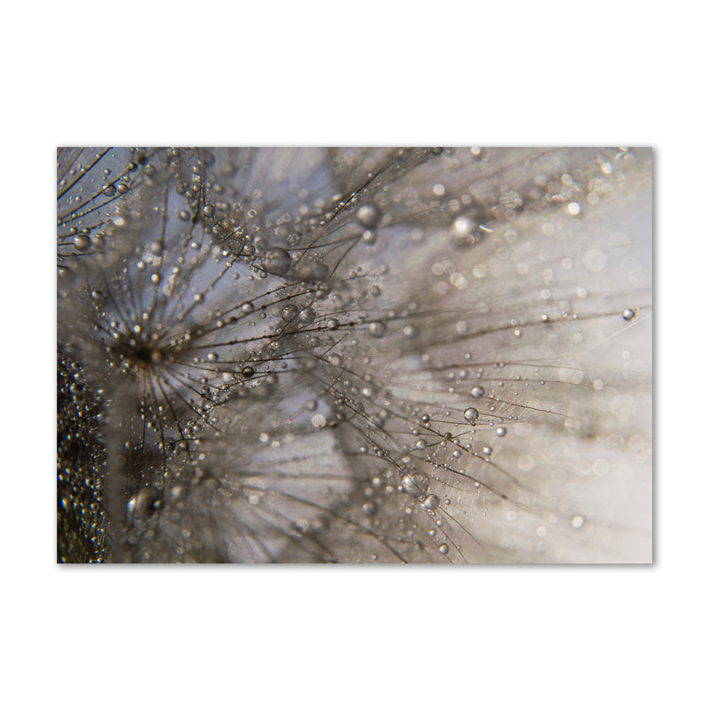 Dandelion Seeds - Wrapped Canvas Print