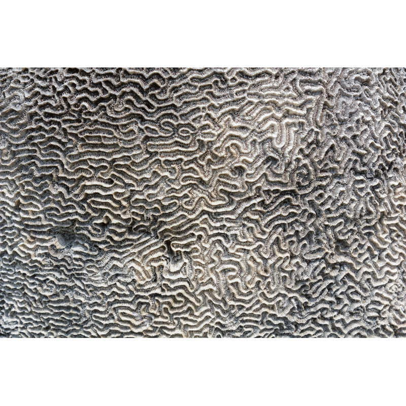 Coral by Arisara1978 - Wrapped Canvas Print, 30cm H x 46cm W