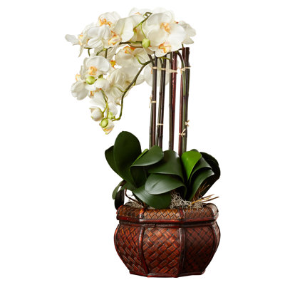 Orchid Arrangement in Vase