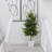 Artificial Norfolk Pine Tree-1606007050