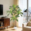 Arrangement-545674979