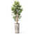 Arbre brun clair