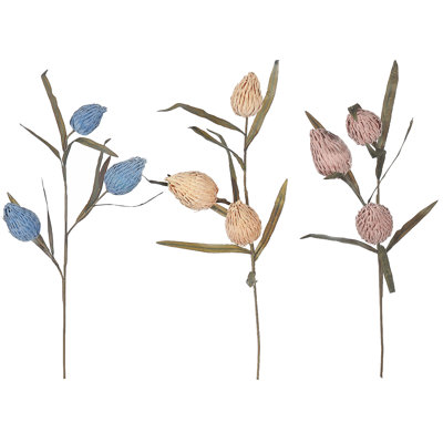 Protea Bud - assortiment de 3 bourgeons