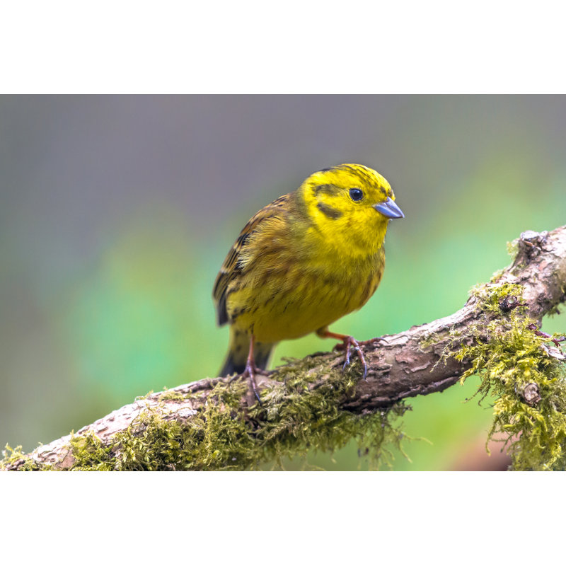 Yellowhammer On Mossy Branch by CreativeNature_nl - Wrapped Canvas Print, 20cm H x 30cm W