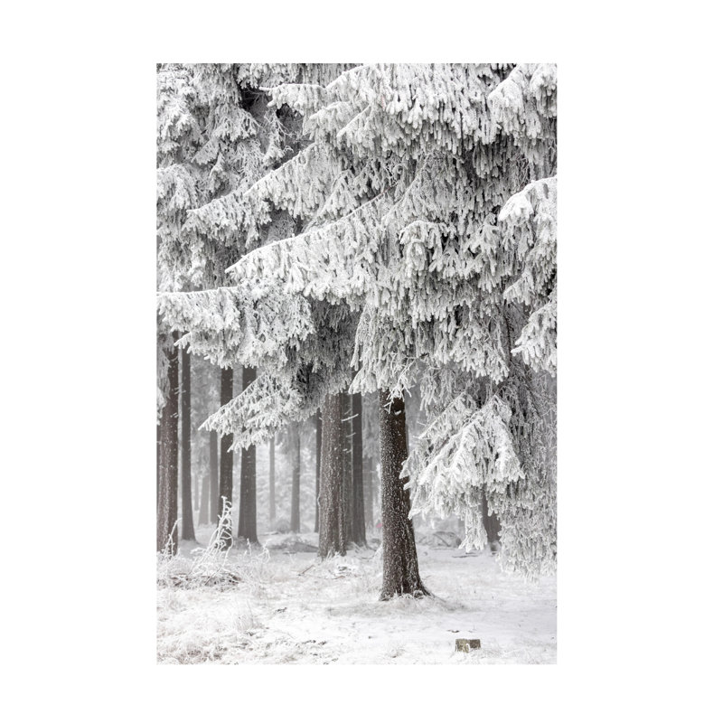 Art sur toile, "Mareike Bohmer Winter Forest 2", H 12 po x l 19 po