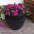 Shiye Pot Planter-66653519