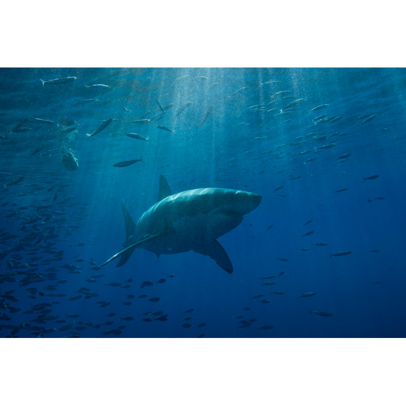 Great White Shark by Cdascher - No Frame Art Prints on Canvas, 20cm H x 30cm W