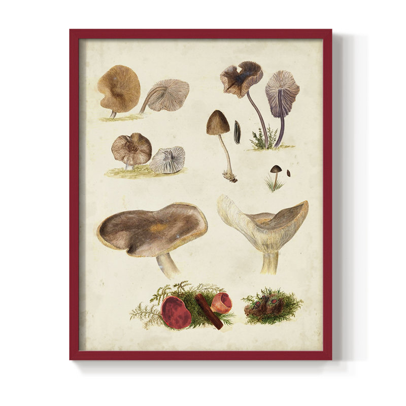 Reproduction encadrée Mushroom Species III - bois massif, Rouge, H 10 po x l 8 po