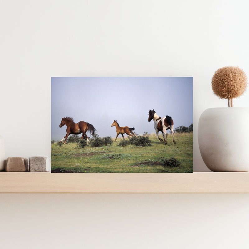 Horses and colt running in meadow 1 Piece Wrapped Canvas Wall Art, 30.48 cm H x 45.72 cm W
