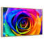 Pétales de rose arc-en-ciel-1674508336-1674508339