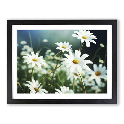 Splendorous Daisy Flowers - Framed Print