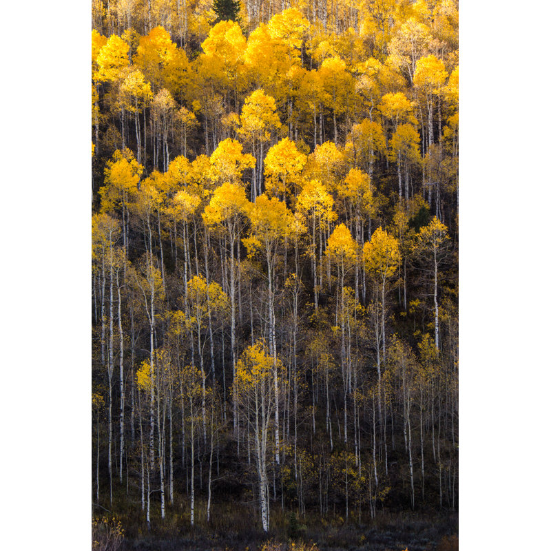 Quaking Aspens 1 Piece Wrapped Canvas Wall Art, 122cm H x 81cm W x 3.8cm D