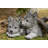 Grey Wolf Cubs Hiding Under Log Statue