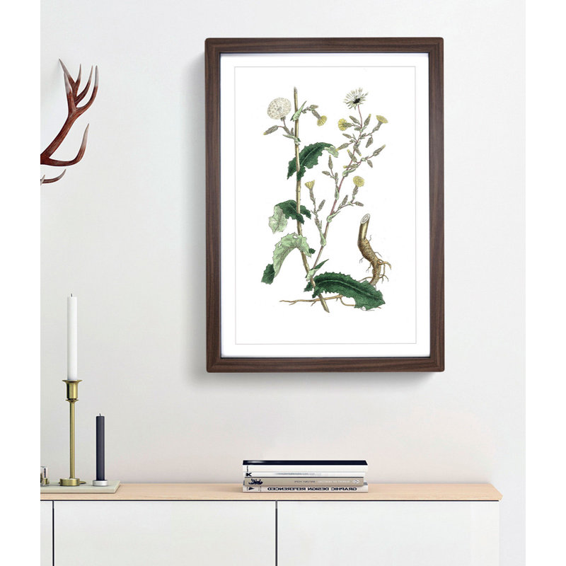 Wild Lettuce Illustration - Framed Print, 36cm H x 27cm W x 2cm D, Walnut Framed