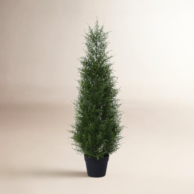 Adcock Cypress Topiary in Pot