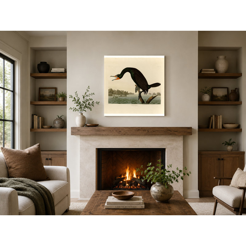 Florida Cormorant (planche 252) - oiseaux, art mural