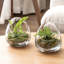Glass Terrarium
